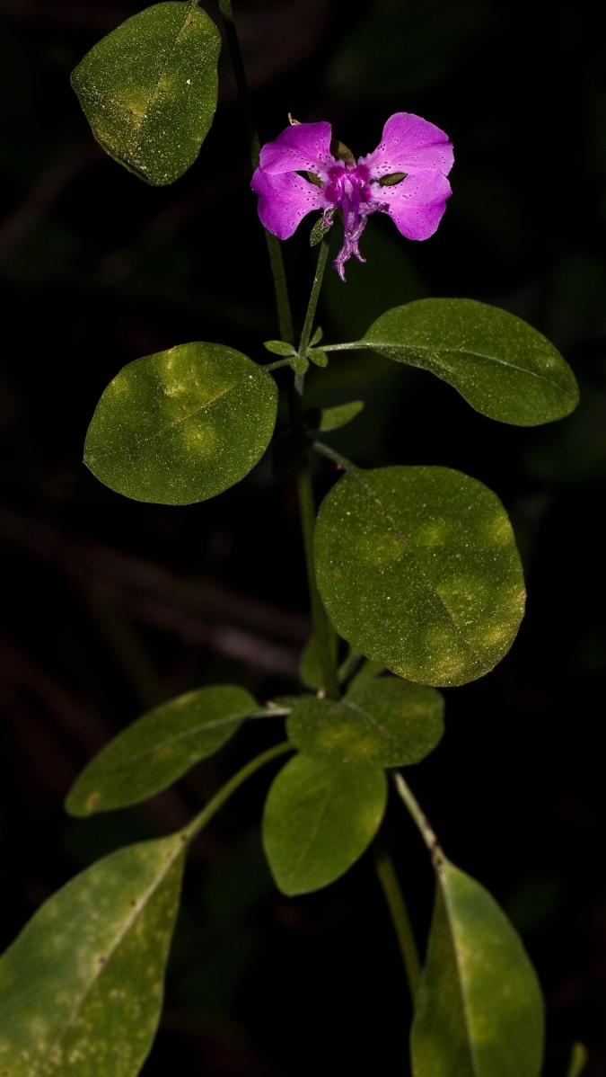 Clarkia virgata