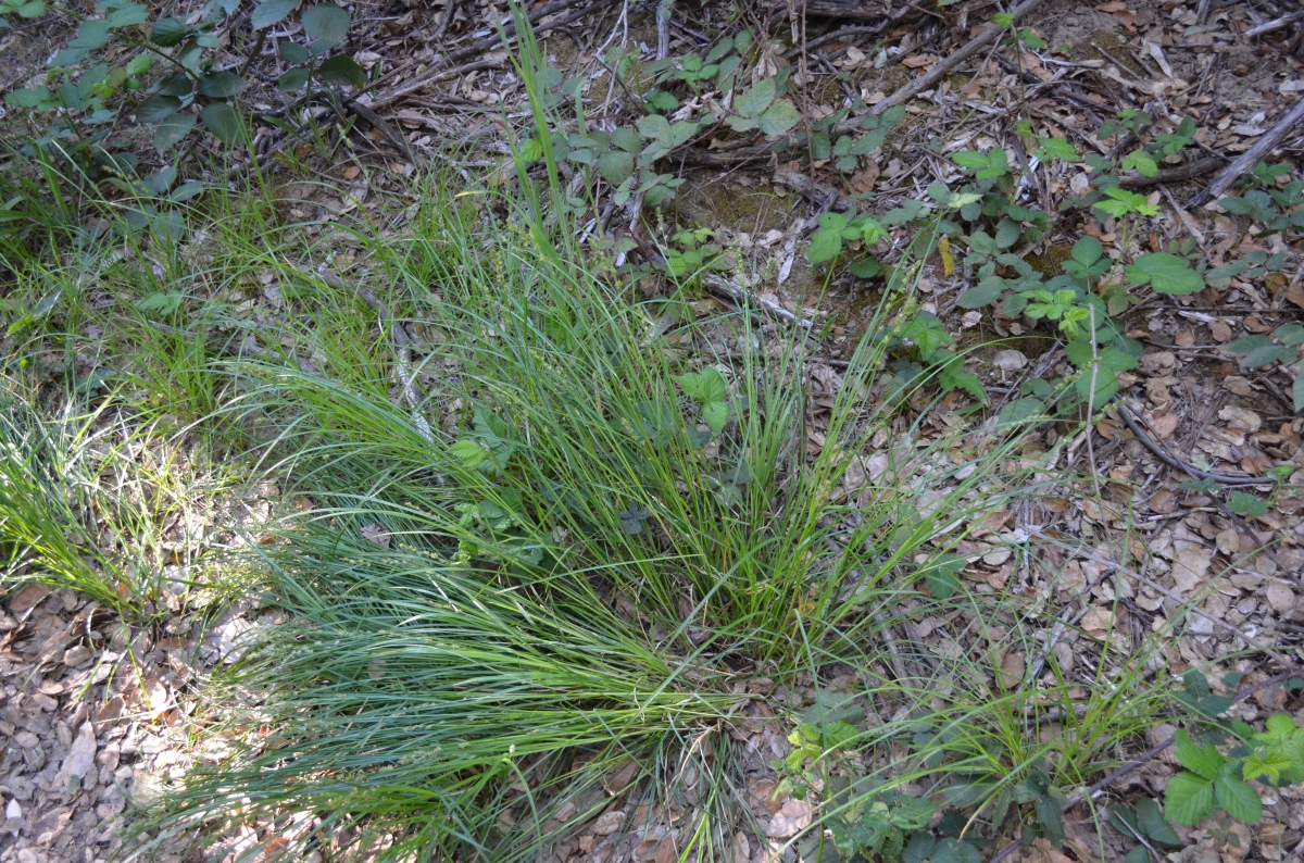 Carex divulsa ssp. divulsa