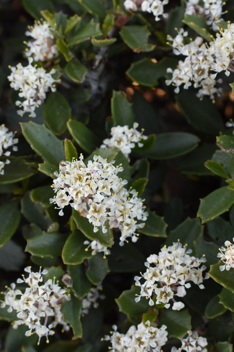 Ceanothus arcuatus