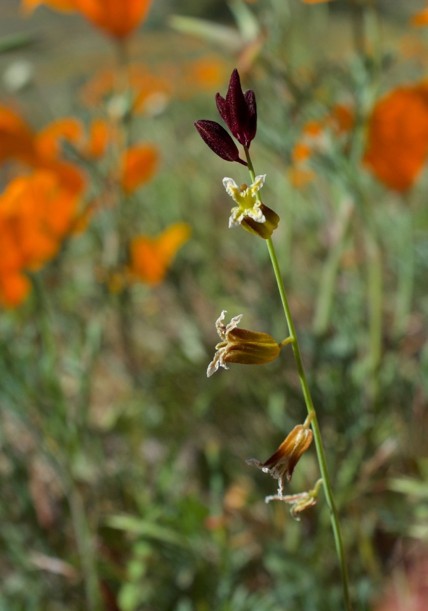 Caulanthus coulteri