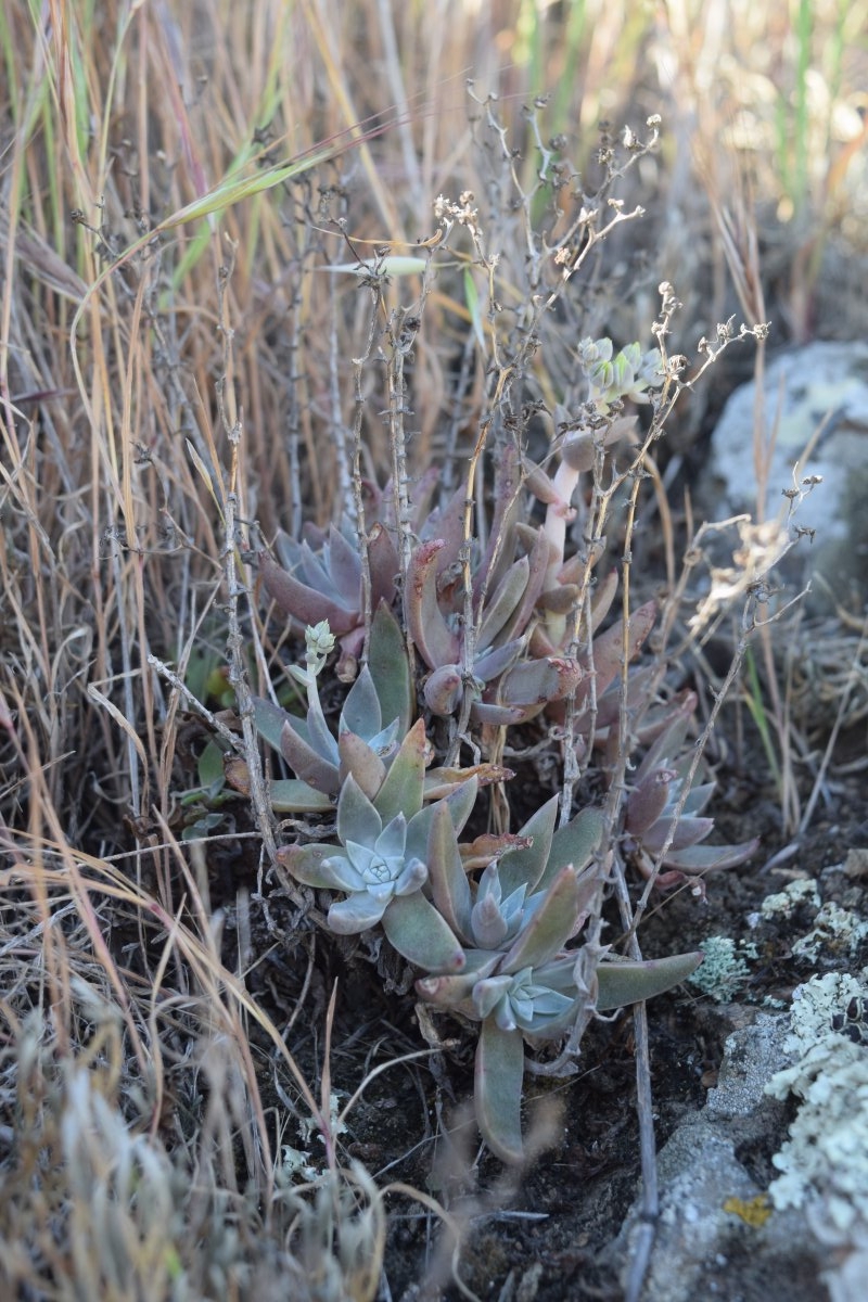 Dudleya verityi