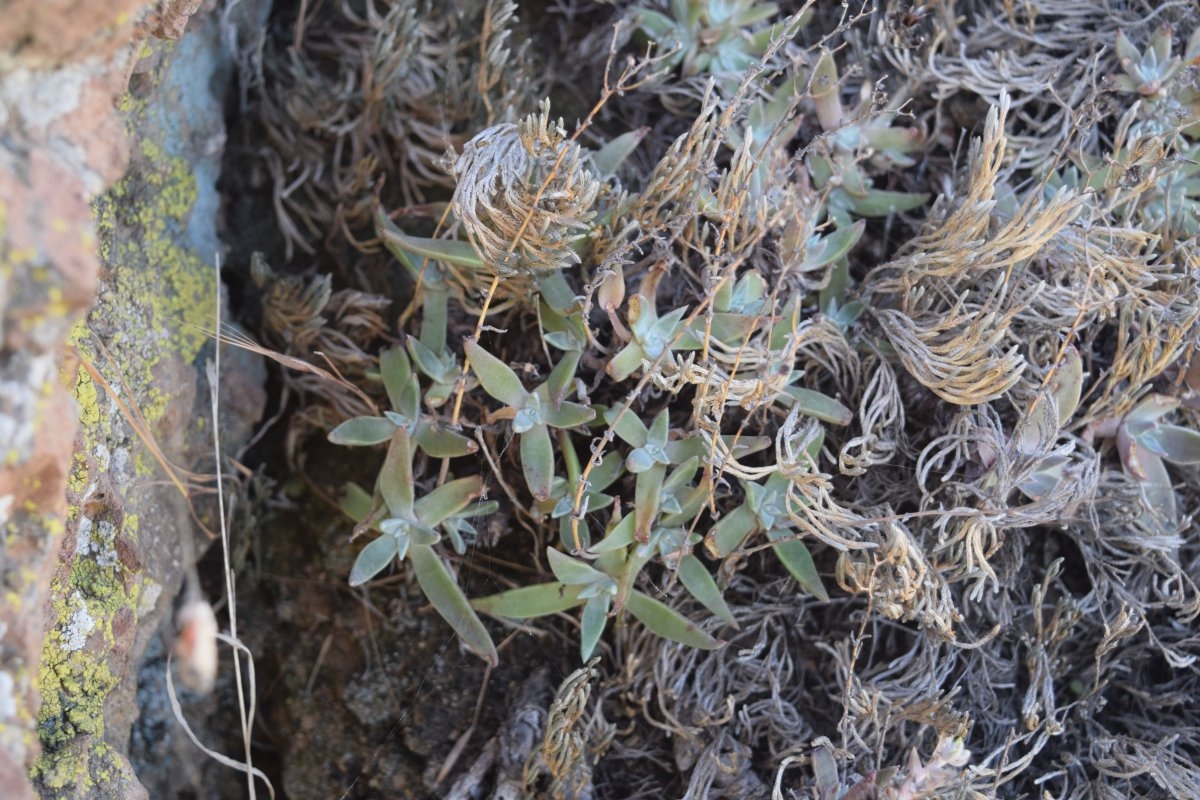 Dudleya verityi