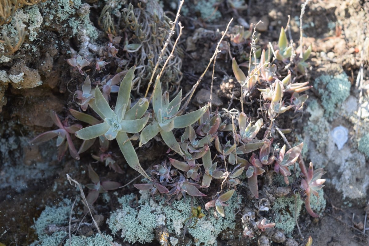 Dudleya verityi