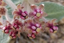 Asclepias californica