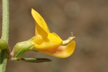 Lotus scoparius ssp. brevialatus