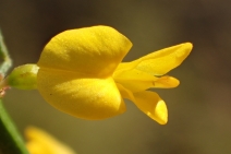 Lotus scoparius ssp. scoparius