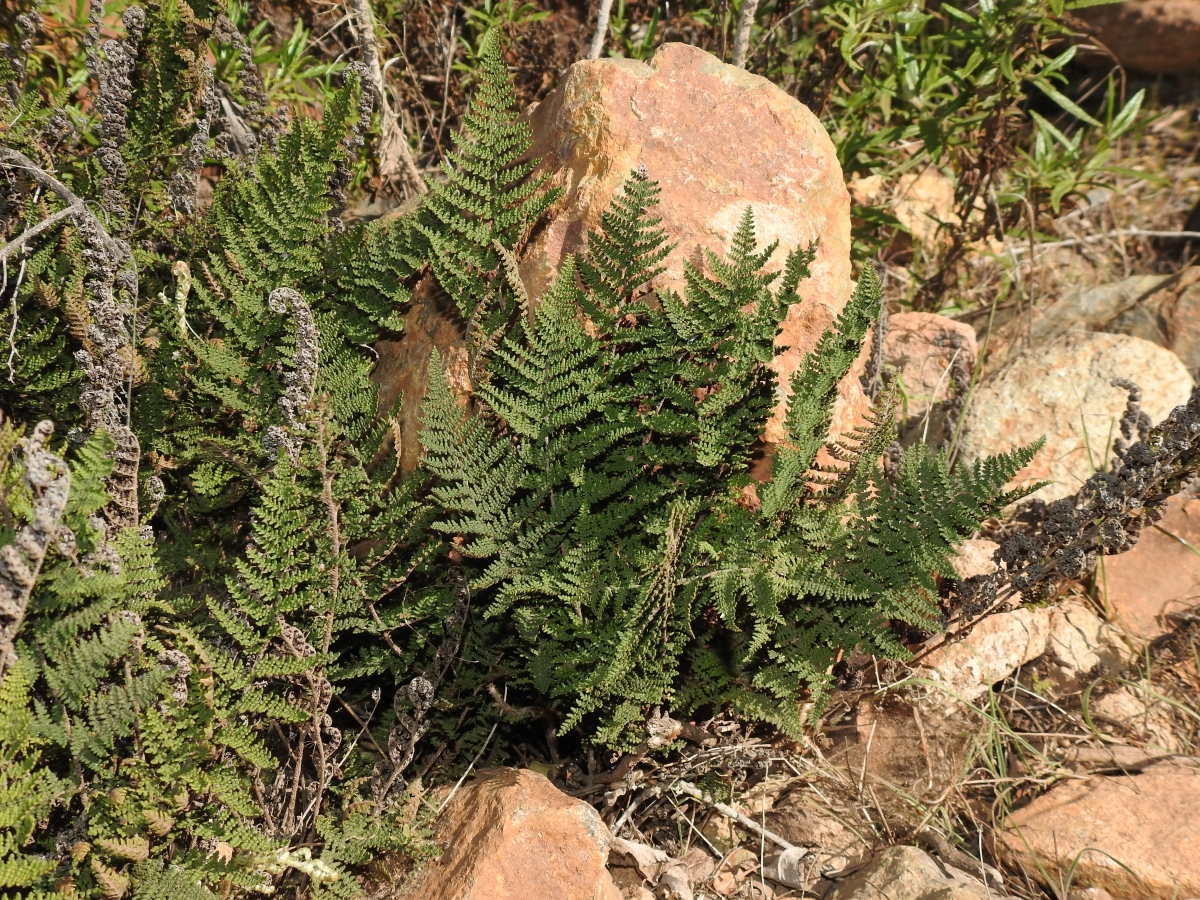 Myriopteris clevelandii