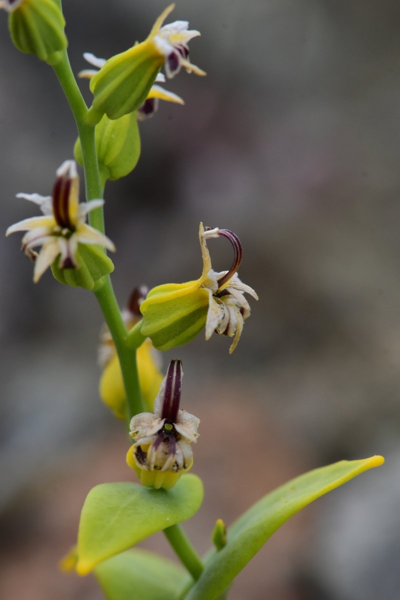 Streptanthus hesperidis