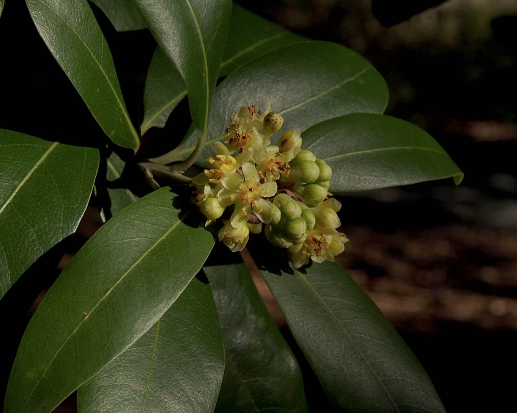 Umbellularia californica Calflora