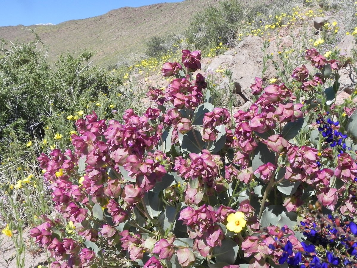 Mirabilis alipes