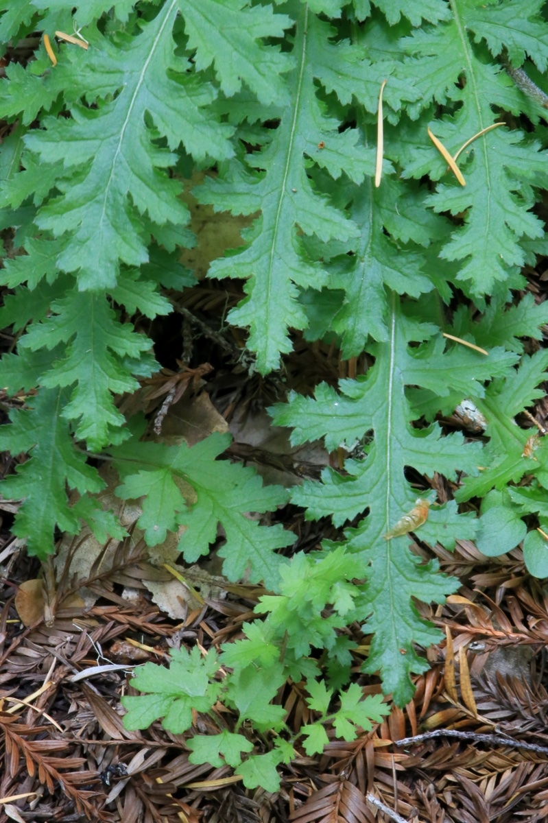 Pedicularis dudleyi