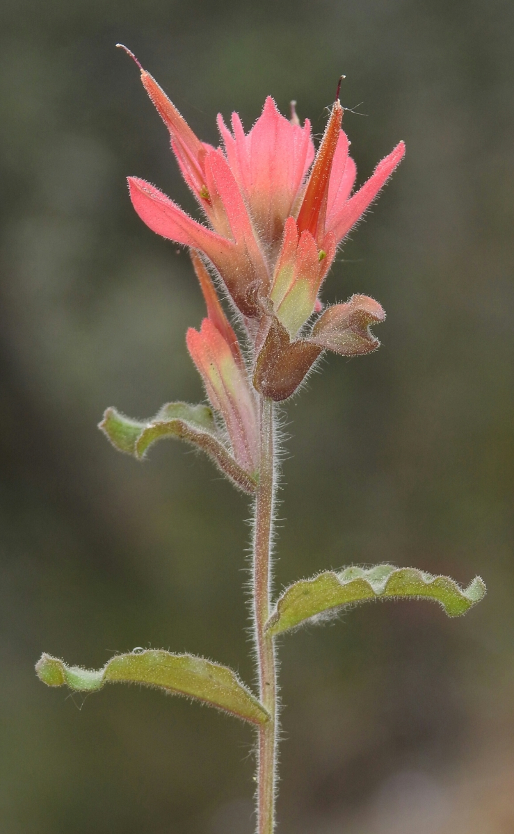 indian paintbrush lower classifications