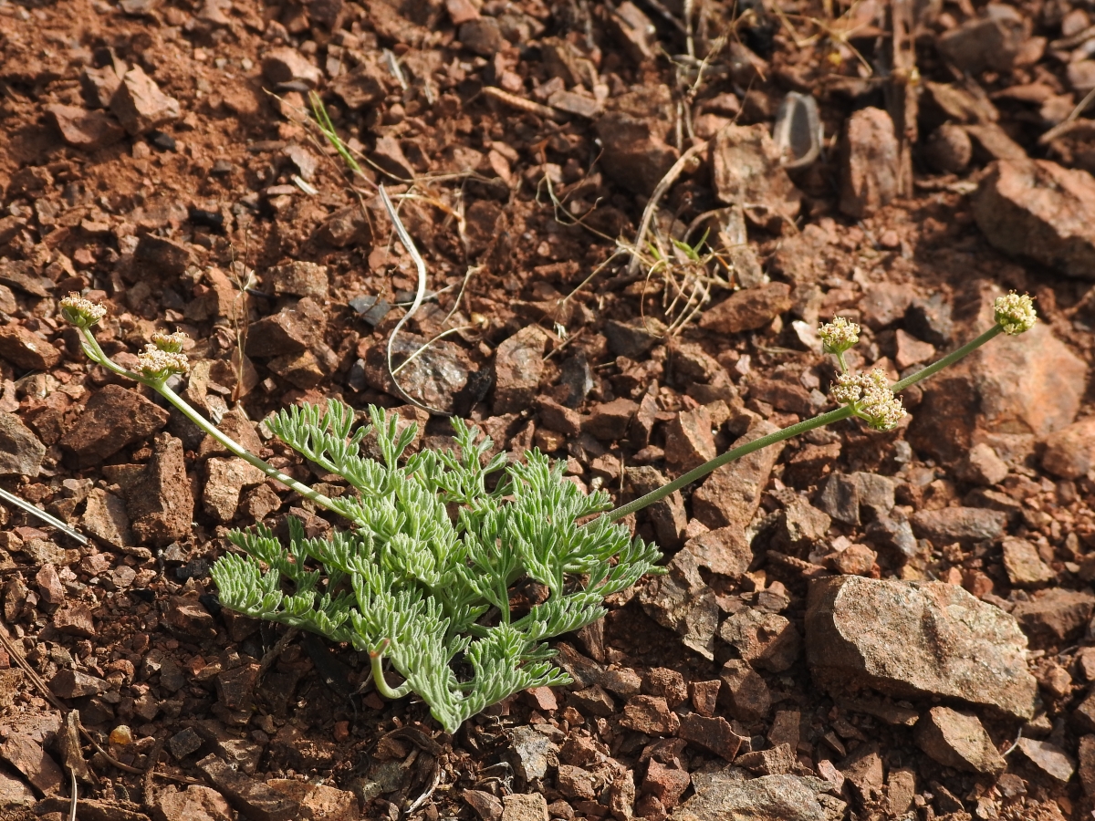 Lomatium observatorium