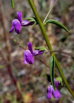 Antirrhinum vexillo-calyculatum