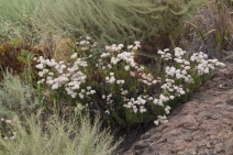 Eriogonum fasciculatum