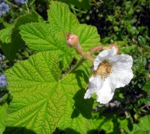 Rubus parviflorus var. velutinus