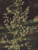 Agrostis diegoensis