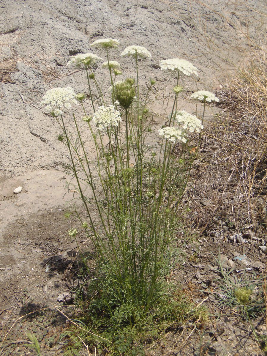 Daucus carota