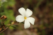 Linanthus floribundus ssp. floribundus