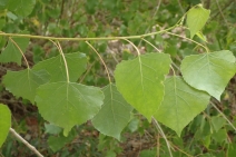 Populus fremontii ssp. fremontii