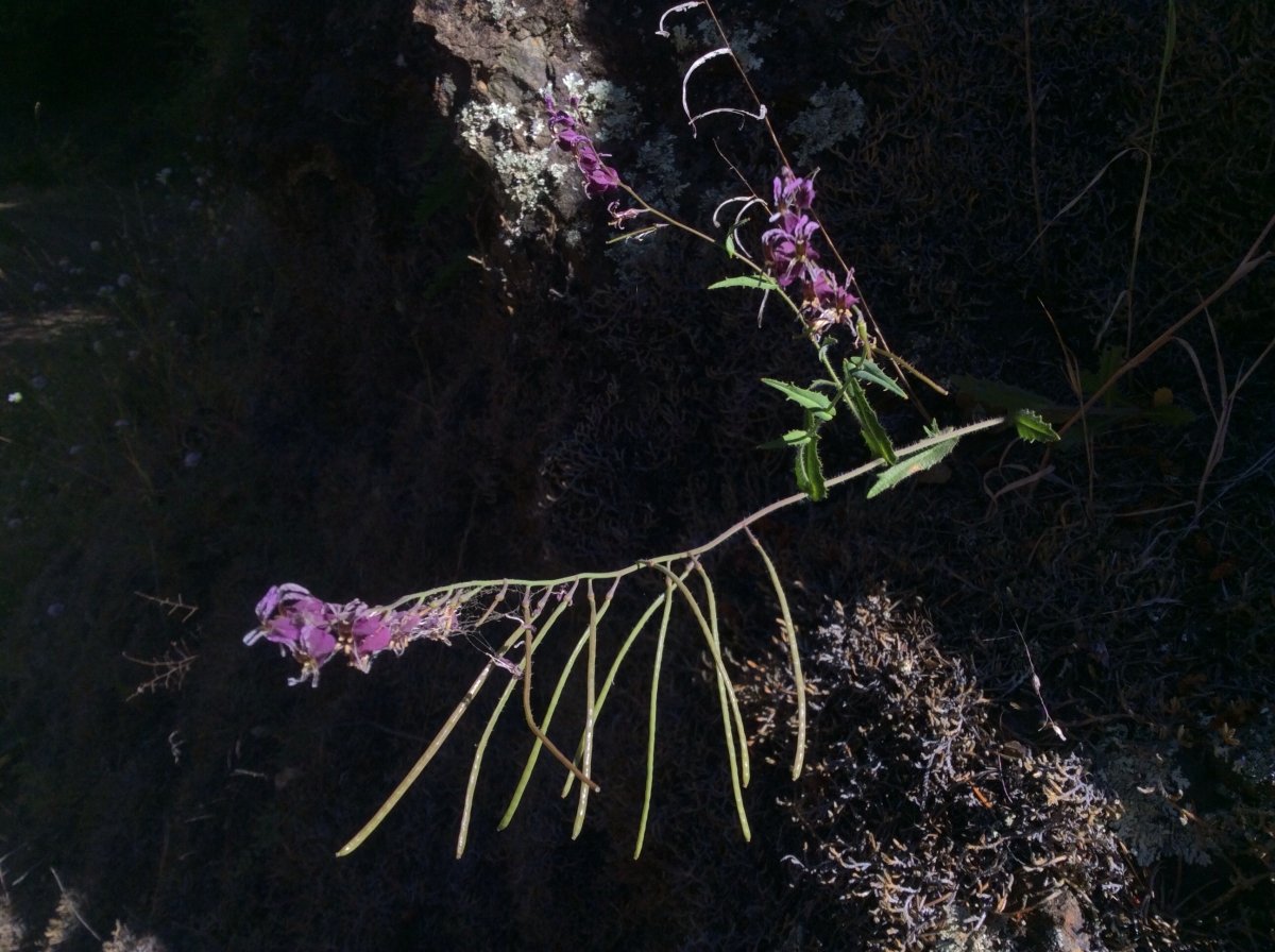 Streptanthus glandulosus ssp. pulchellus