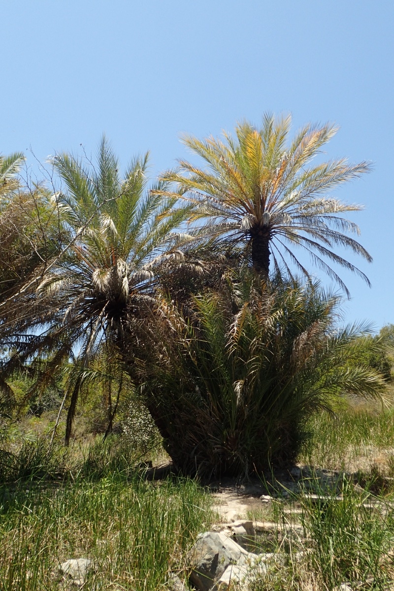 Phoenix dactylifera