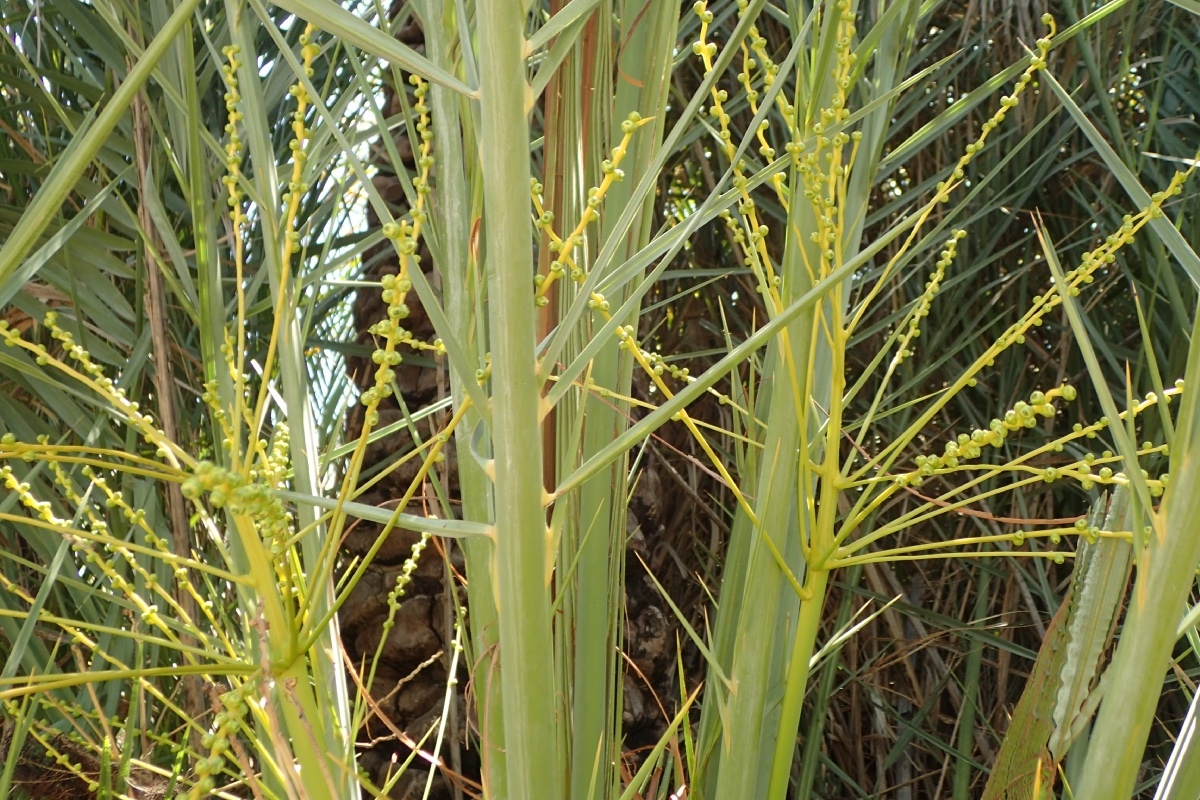 Phoenix dactylifera