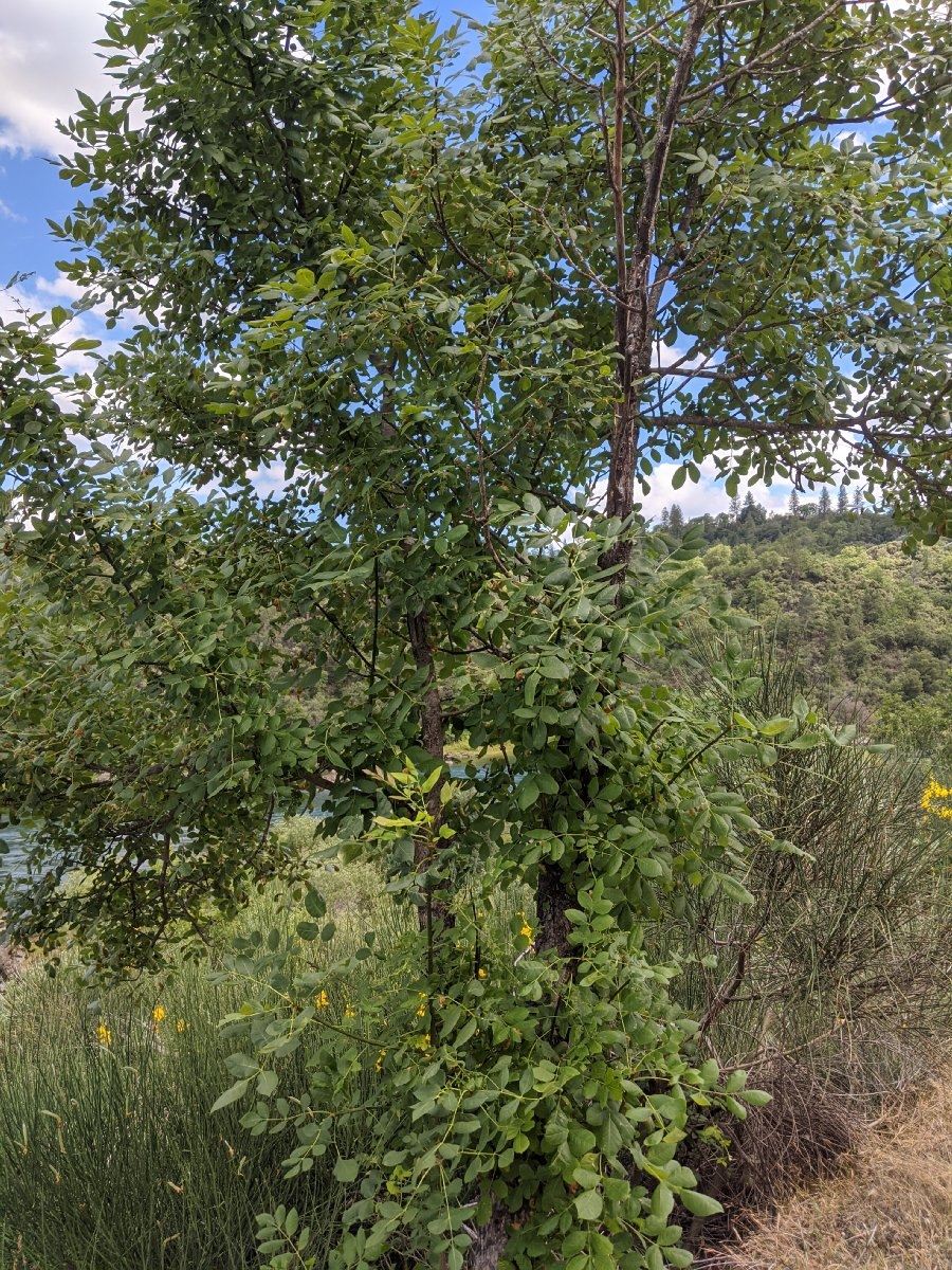 Fraxinus latifolia Calflora