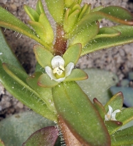 Veronica peregrina var. xalapensis