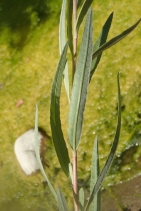 Salix hindsiana