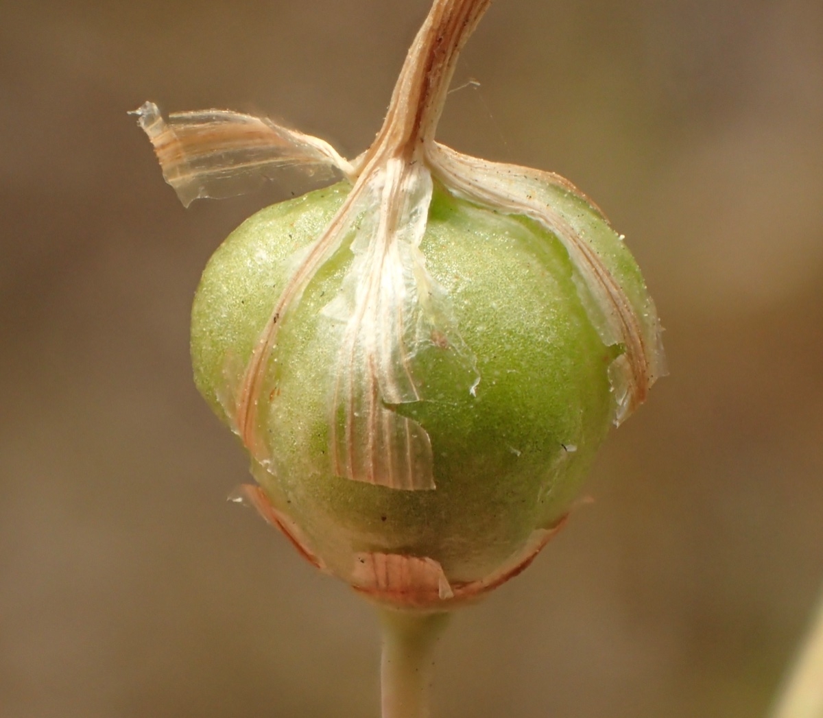 Chlorogalum pomeridianum var. pomeridianum