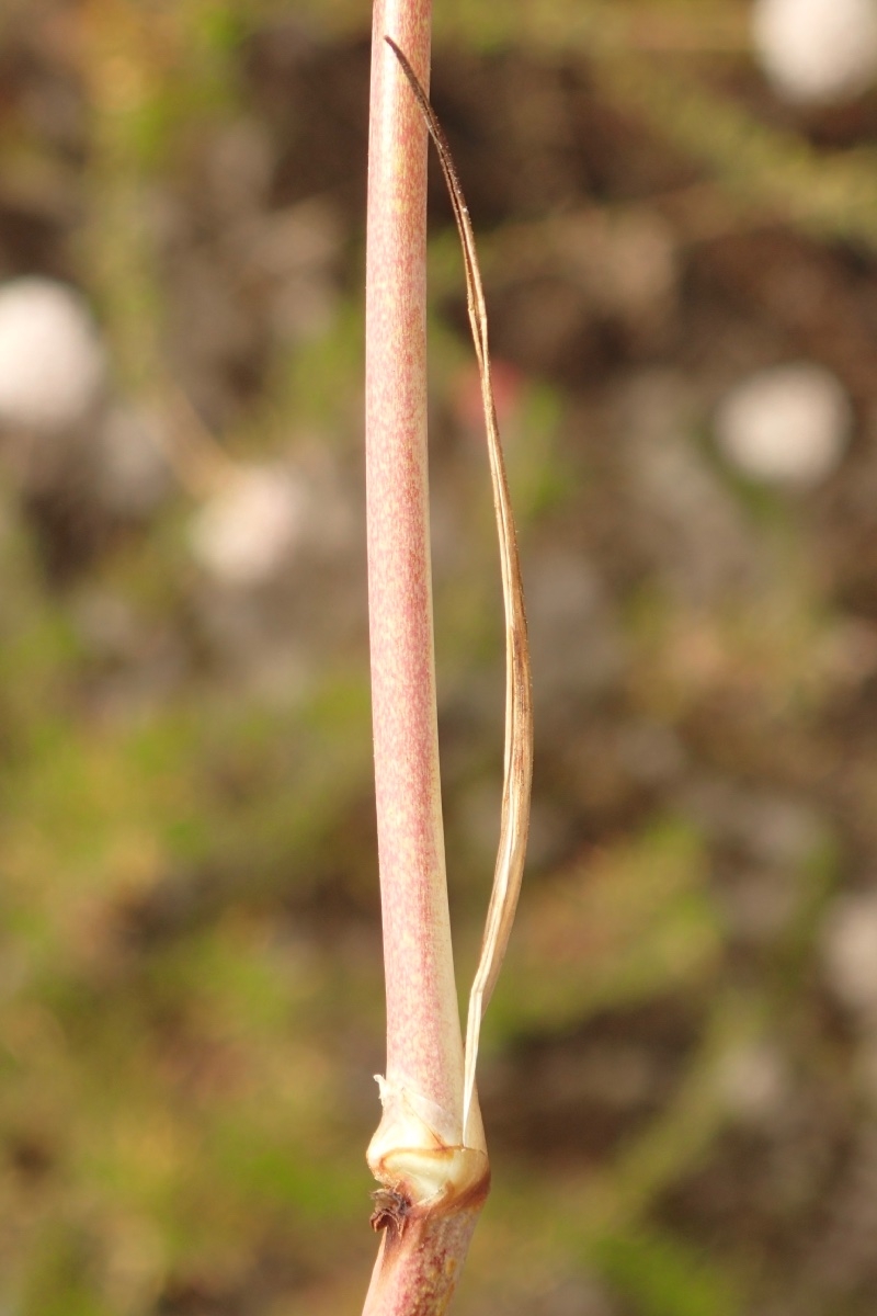 Chlorogalum pomeridianum var. pomeridianum