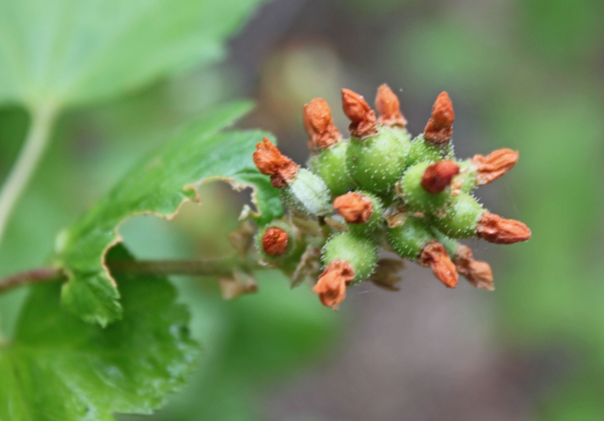 Ribes nevadense