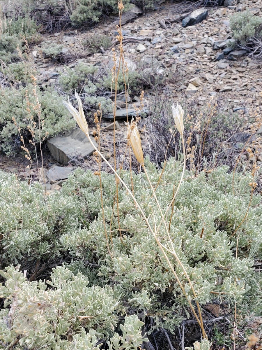 Calochortus panamintensis