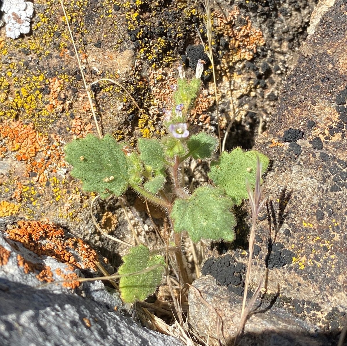 Phacelia mustelina