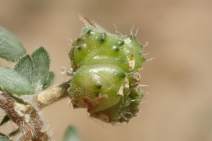 Tribulus terrestris