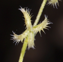Pectocarya recurvata