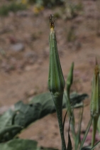 Tragopogon dubius