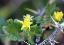 Ribes velutinum