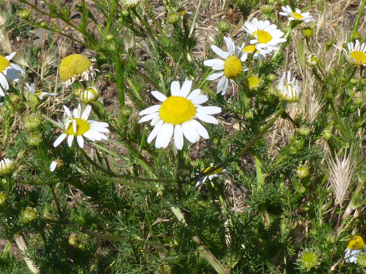 Tripleurospermum inodorum