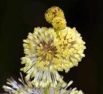 Sparganium emersum ssp. emersum