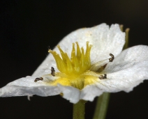 Machaerocarpus californicus
