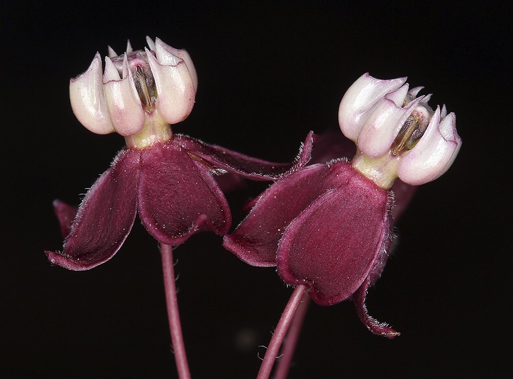 Asclepias cordifolia