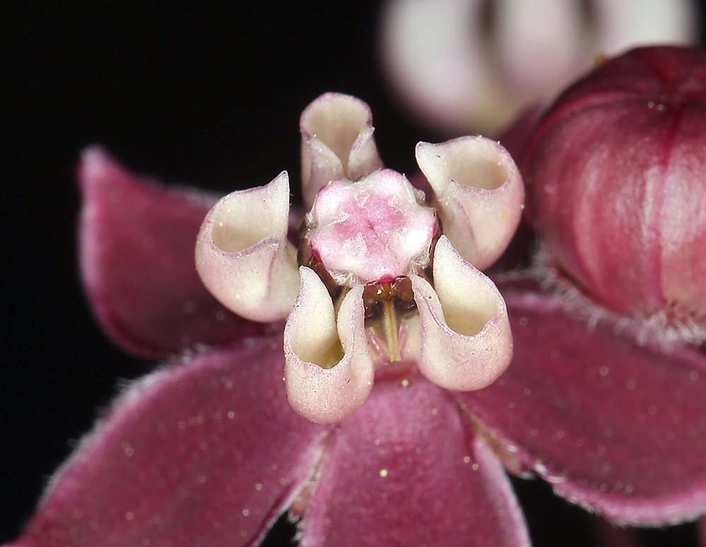 Asclepias cordifolia