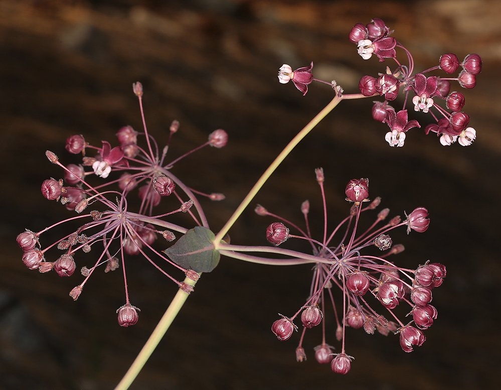 Asclepias cordifolia