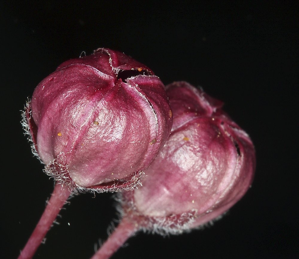 Asclepias cordifolia