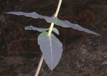 Asclepias cordifolia