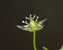 Stellaria calycantha