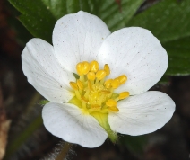 Fragaria virginiana