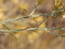 Ericameria nauseosa ssp. consimilis var. juncea